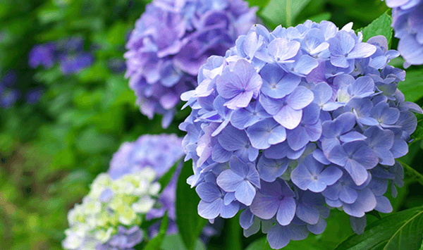 花の名前当てクイズ 全15問！あなたはいくつわかりますか？ 第4問