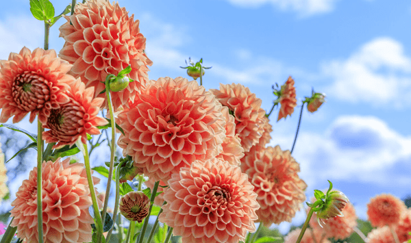 花の名前当てクイズ 全15問！あなたはいくつわかりますか？ 第13問