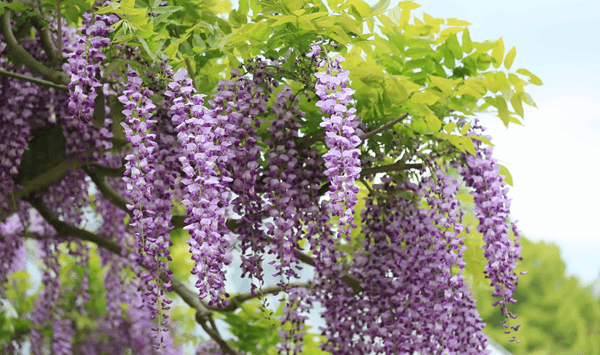 花の名前当てクイズ 全15問！あなたはいくつわかりますか？ 第8問