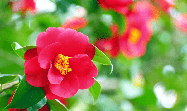 花の名前当てクイズ 全15問！あなたはいくつわかりますか？ 第6問