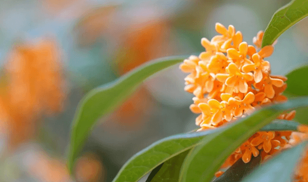 花の名前当てクイズ 全15問！あなたはいくつわかりますか？ 第15問